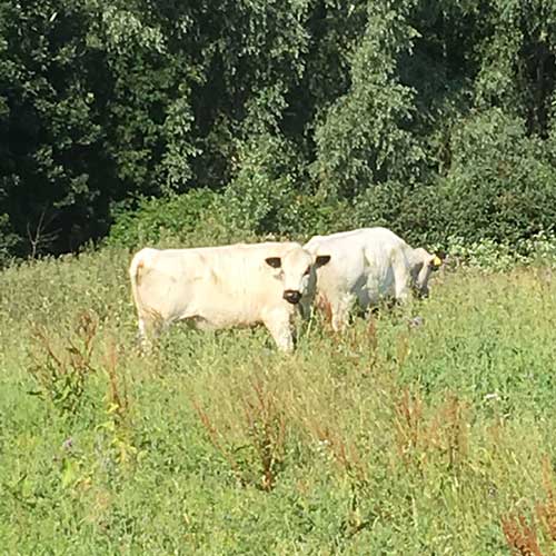 British White Cattle in Oxfordshire