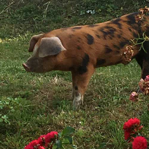Pig and Roses