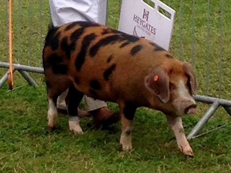 Homebred Manorfields Lady that won July gilt class at Moreton Show 2015