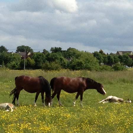 Group of Section A mares and foals enjoying the sun