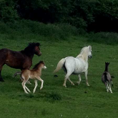 Welsh Mountain Ponies running in fields